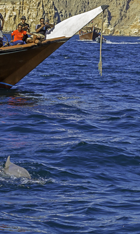 مشاهدة الحيتان