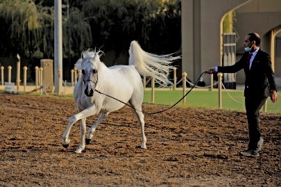 Dhofar 3